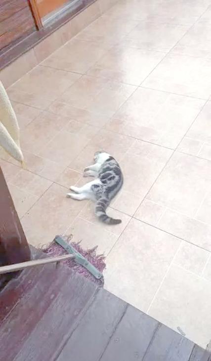 猫咪坠楼会立即死亡吗