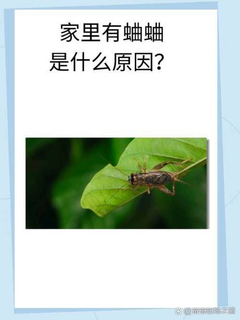 家里有蛐蛐寓意