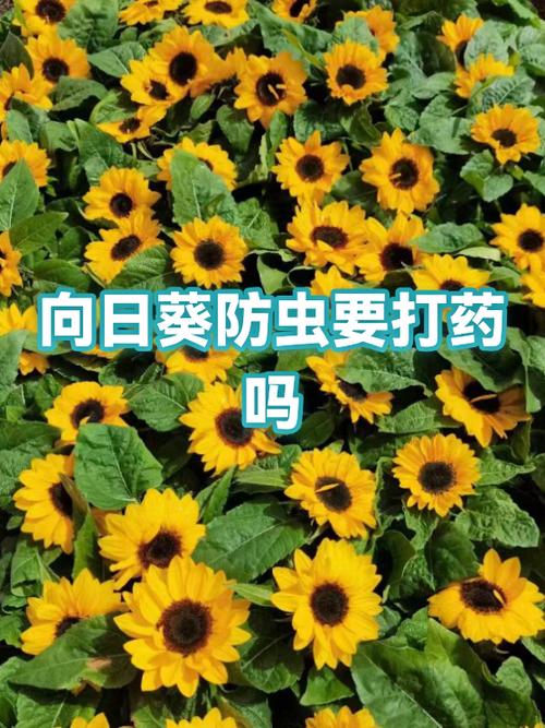 向日葵怎么知道对方在看你