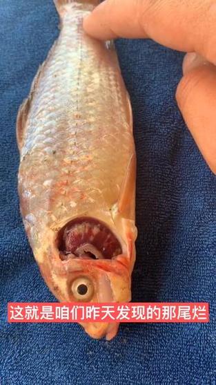 锦鲤鳃盖边缘发红