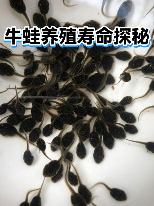 牛蛙寿命一般多久