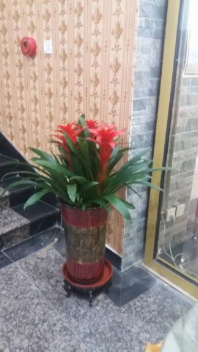 鲜花租赁怎么赚钱啊