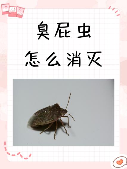 臭屁虫怎么驱赶有效