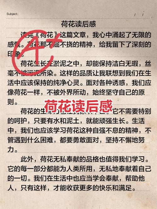 灵性深处开莲花读后感600
