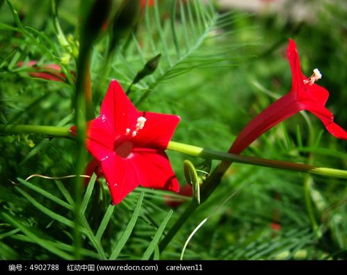 游龙花图片截图2