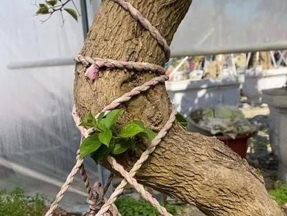 游龙花图片截图3