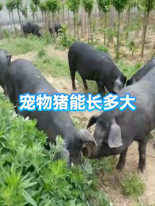 小猪宠物多少钱一只