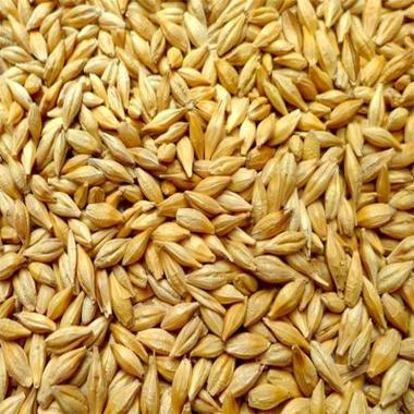 malted barley