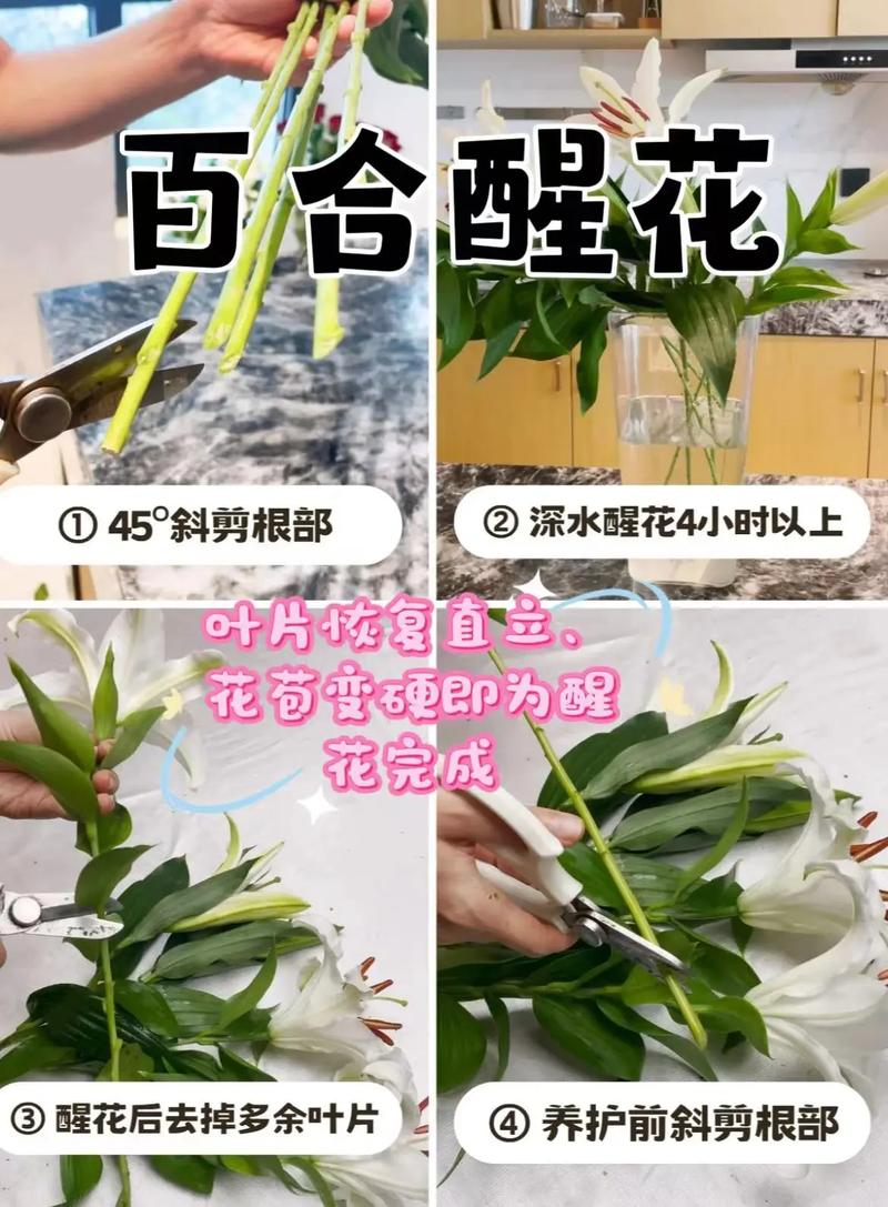 怎么养百合花才能养得好