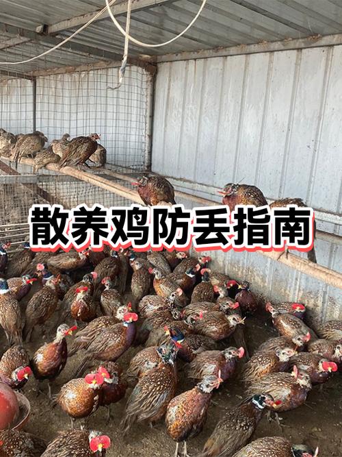 鸡丢了第二天还能找回来吗