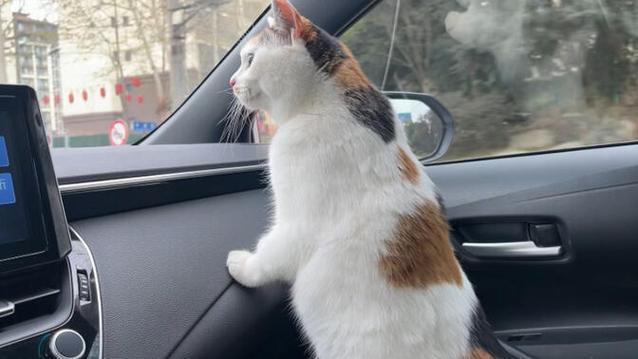 猫跑丢了能自己回来吗