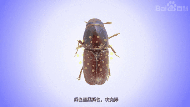 生成蠹虫的指令