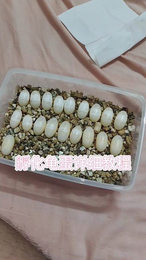 新手龟蛋孵化教程