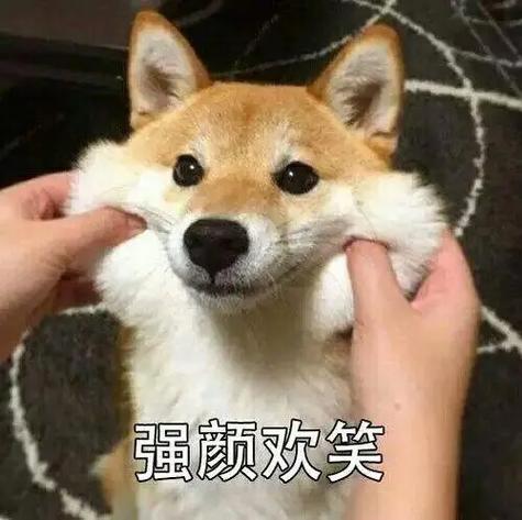 沙雕狗狗表情包