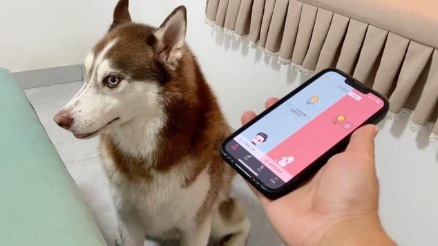 狗表情什么意思 狗表情什么意思