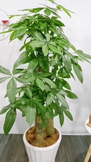 发财树照片
