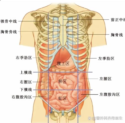 身体左下角什么位置