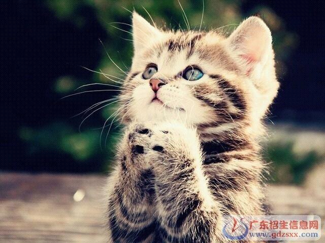一只可爱的小猫作文300字截图2