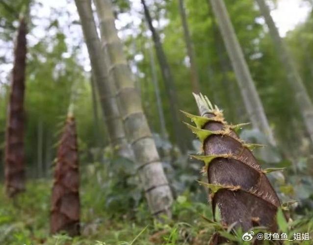 英文版bamboo竹图标