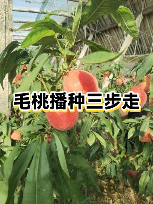 毛桃种子催芽最简单三个步骤