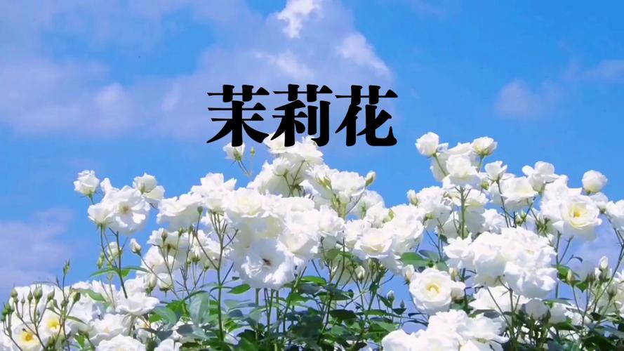 茉莉音乐安卓版