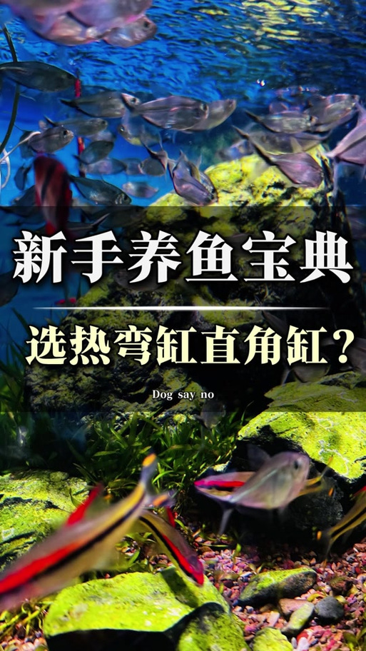 热弯缸和直角缸哪个好截图2