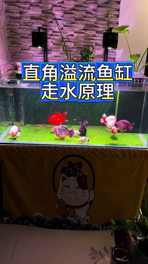 热弯缸和直角缸哪个好截图3