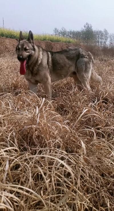 正宗老版狼青犬