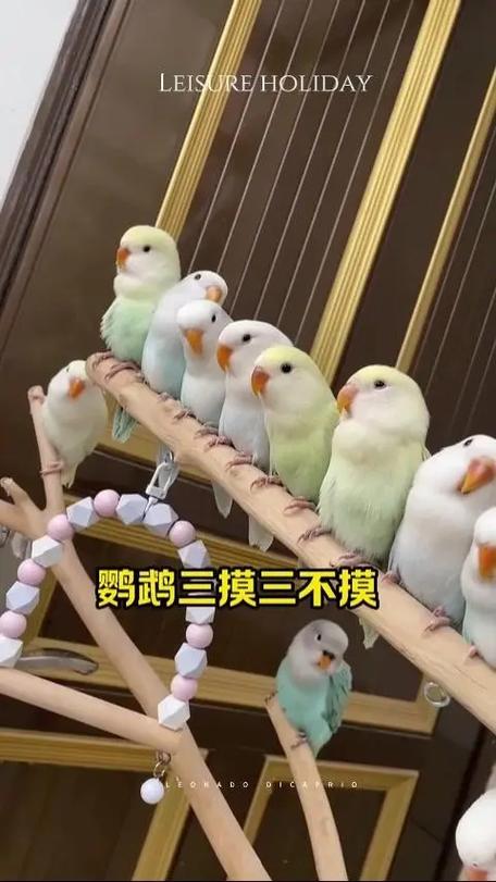 虎皮鹦鹉摸身体咬手