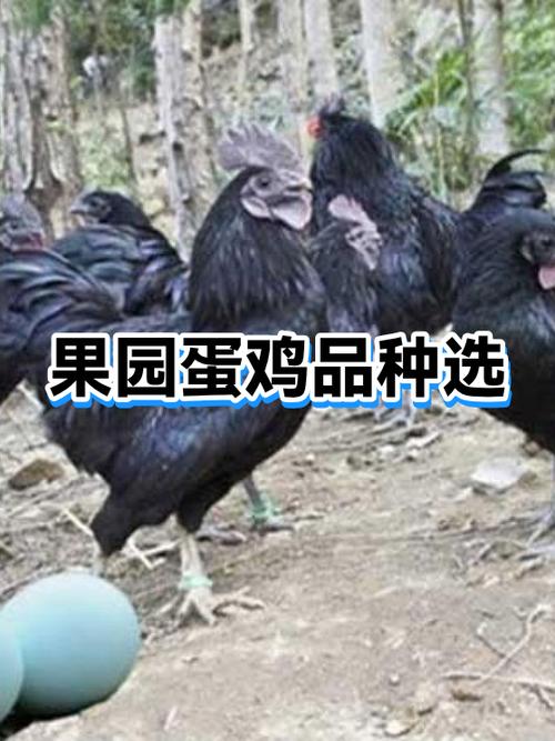果园养什么品种鸡最好截图3