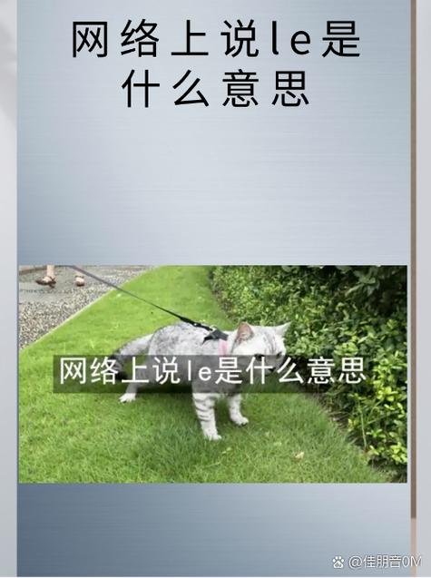 网上说的维特是什么意思