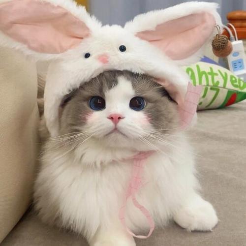 猫咪头图片