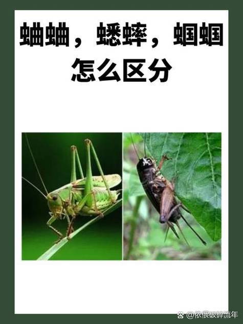 蝈蝈和蛐蛐蟋蟀