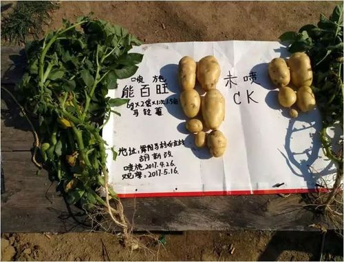 能百旺的作用与用途