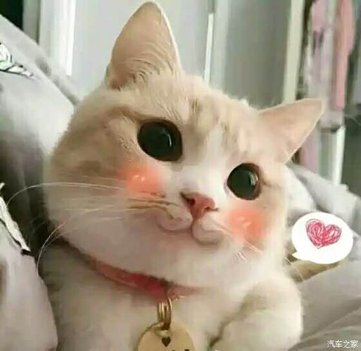 分期猫好下款吗截图3