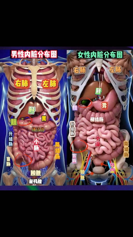 女性内脏疼痛对应图片 女性内脏疼痛对应图片
