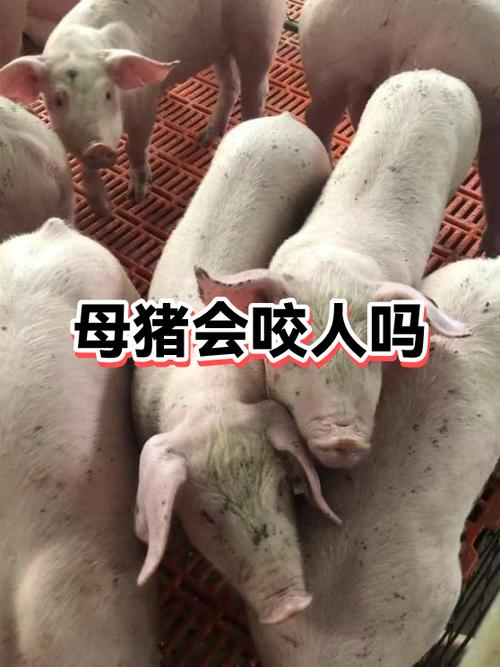 猪无缘无故大叫是什么原因
