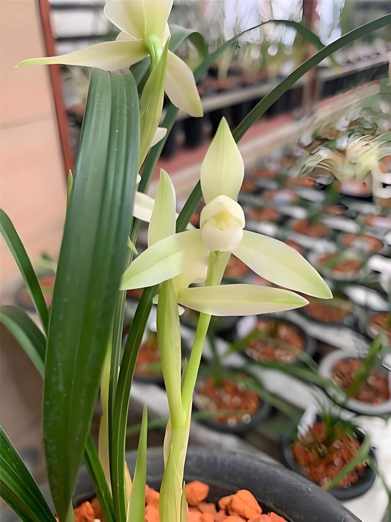 盆栽兰花
