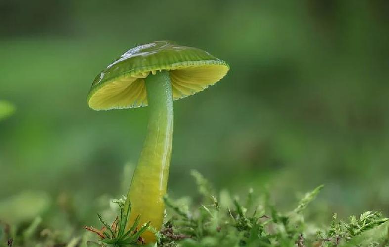 蘑菇特点