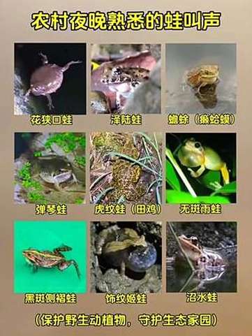 蛙对应的叫声是什么
