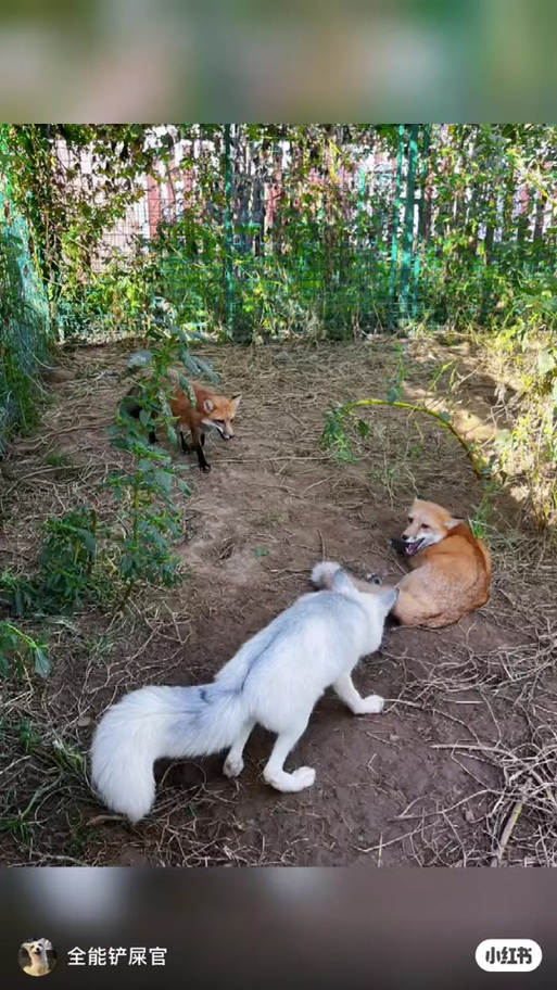 狐狸为什么不能随便养