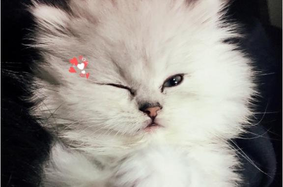 wink网络语啥意思