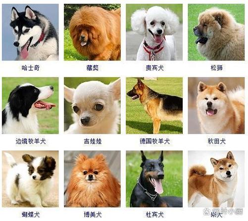 狗品种大全100种