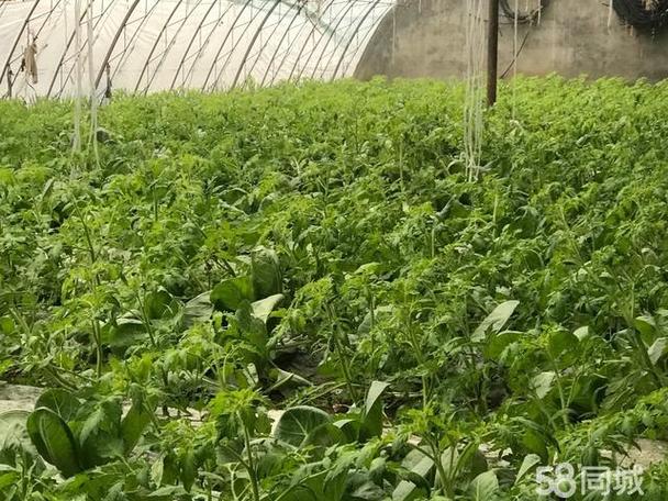 58同城蔬菜大棚出租