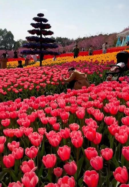 百花齐放一般指什么人