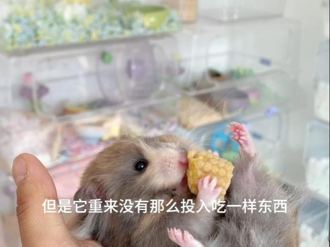 仓鼠躺手神器