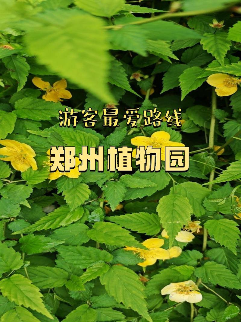 郑州第二植物什么时间开建