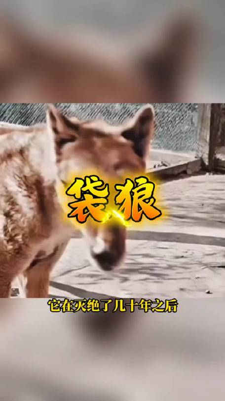 袋狼是什么动物