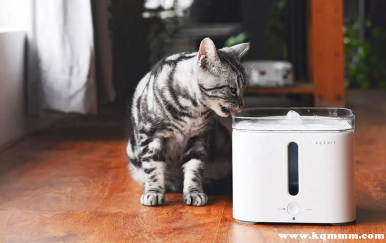 猫喝纯净水好还是白开水好