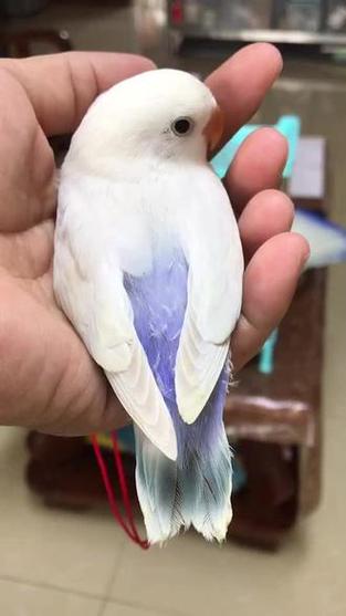 手养鹦鹉